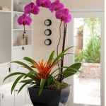 çiçek dekorasyonları mor orkide evde cicek. Dekorasyonu